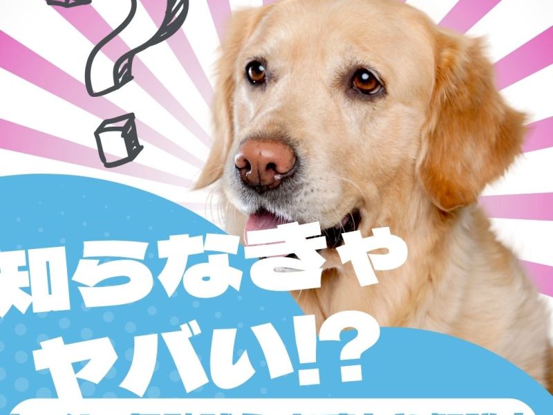 はじめての犬のしつけ講座｜トイレ・無駄吠え・おすわりまでやさしく解説！