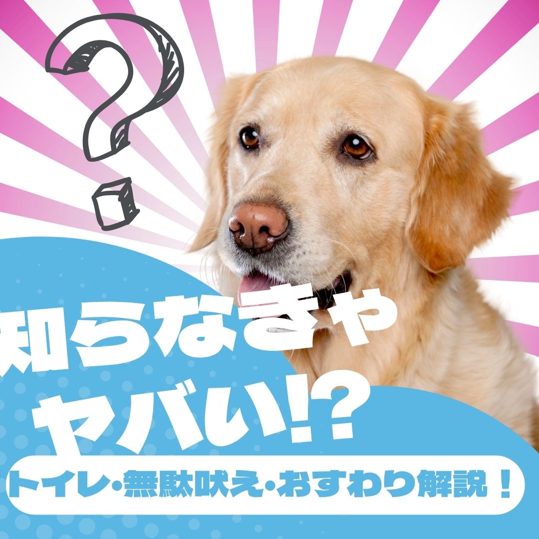 はじめての犬のしつけ講座｜トイレ・無駄吠え・おすわりまでやさしく解説！